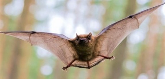 close-up photo of a bat